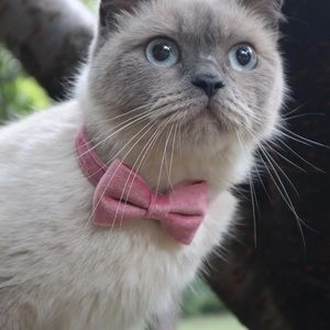 Cat Pink Velvet BowKnot Collar